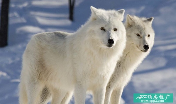 25个“空手套白狼”的APP推广方法，你值得拥有！